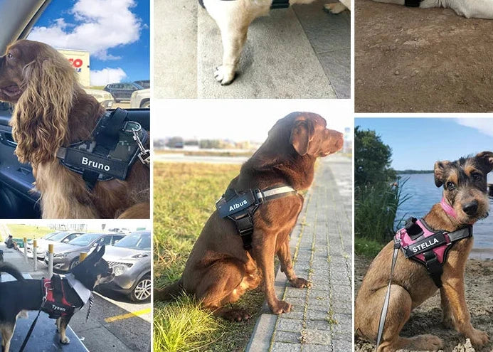 BarkTopia Custom No Pull Harness